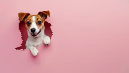 Fotobehang A single dog paw is creatively presented through a cheeky torn hole in pink paper © Fxquadro