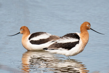 Avocet