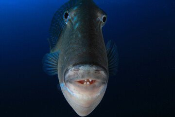 The triggerfish defies the dome of our camera in its marine environment, with the blue of the sea...