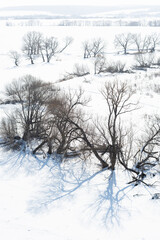 Trees on the bank of a frozen river, long blue shadows, bright sun and a white snow field - 751682063