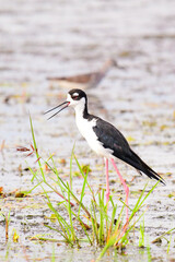 Black Necked Stilt