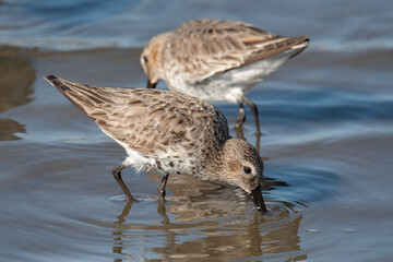 Dunlin