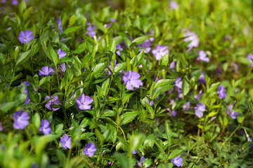 Fototapeta premium Periwinkle small (Vinca minor) blooms in the spring in nature.
