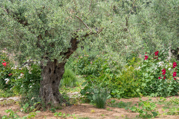 Jerusalem, historical part of the city, old city, Israel