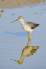 Yellowlegs