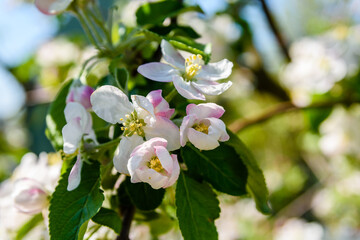 Blossoming branches of the apple tree on spring