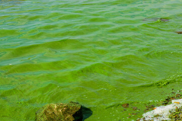 Green algae pollution on the water surface. Ecological concept