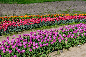 Blooming tulips in flower bed at the city park