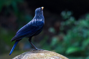 Blue-whistling Thrush