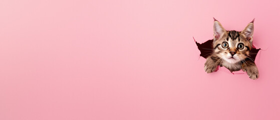 A charming tabby kitten with captivating eyes gazes through a hole in pink paper, reflecting its cautious yet curious nature - obrazy, fototapety, plakaty