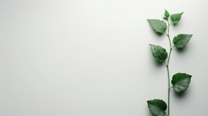 Minimalistic green leaf vine on a clean white background and space for text. Simplicity and nature combined in a single green stem. Botanical elegance in a streamlined plant presentation. - obrazy, fototapety, plakaty