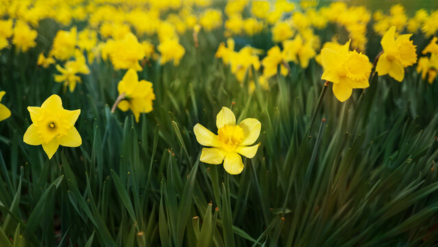 Flowery yellow daffodils in the city park.