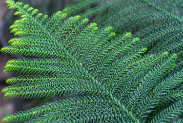 Green branch araucaria columnaris of tropical plants in glasshouse. Coniferous evergreen tree of cook pine or coral reef araucaria or new caledonia pine in glasshouse. This species millions of years.