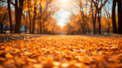 Autumn leaves in park background. Yellow maple leaf over blurred texture with copy space. Concept of fall season. Golden autumn card
