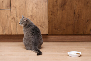 domestic cat in the kitchen, turned away from the bowl and is waiting for another food. High...