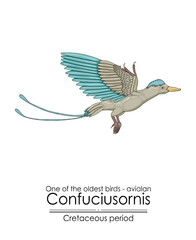 One of the oldest birds on Earth: Avialan - Confuciusornis from the Early Cretaceous Period.