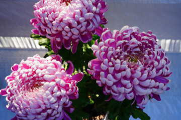 Large pink head of Japanese chrysanthemum flower