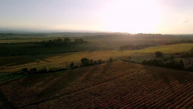 Drone shot of vineyards in the south of France during sunset. Wide shot of vineyards during autumn in France.