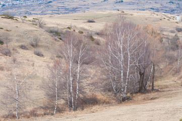 Birches at Winter
