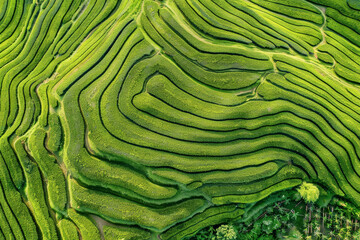 A drone captures a bird's eye view of a sprawling tea plantation.