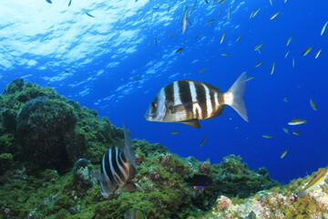 Fototapeta na wymiar two beautiful bream sail over the reef surrounded by the small marine life of the surroundings