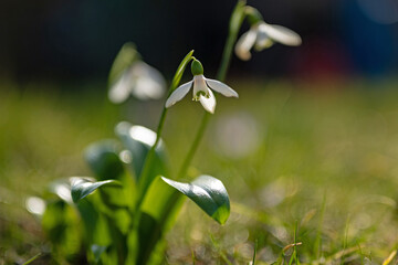beautiful snowdrop flowers in early spring in a garden