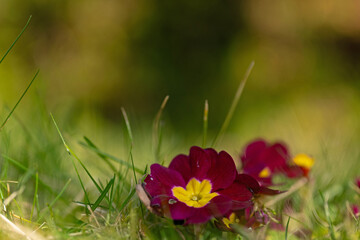 red and yellow primula flowers in a mgarden in spring