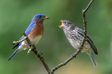 Eastern Bluebird