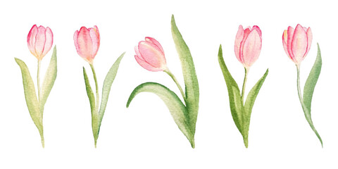 Set of watercolor pink tulips isolated on white