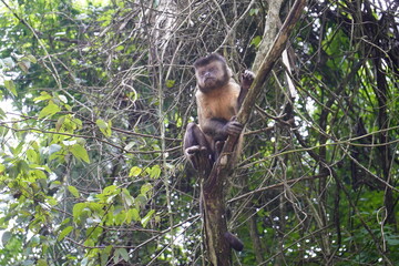 The black capuchin (Sapajus nigritus), also known as the black-horned capuchin, is a capuchin monkey from the Atlantic Forest in south-eastern Brazil. Bosco Park site, Tianguá – Ceará. Brazil.
