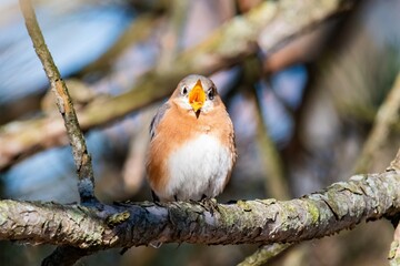 Eastern Bluebird