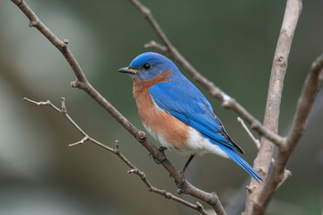 Eastern Bluebird