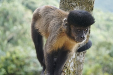 The black capuchin (Sapajus nigritus), also known as the black-horned capuchin, is a capuchin monkey from the Atlantic Forest in south-eastern Brazil. Bosco Park site, Tianguá – Ceará. Brazil.