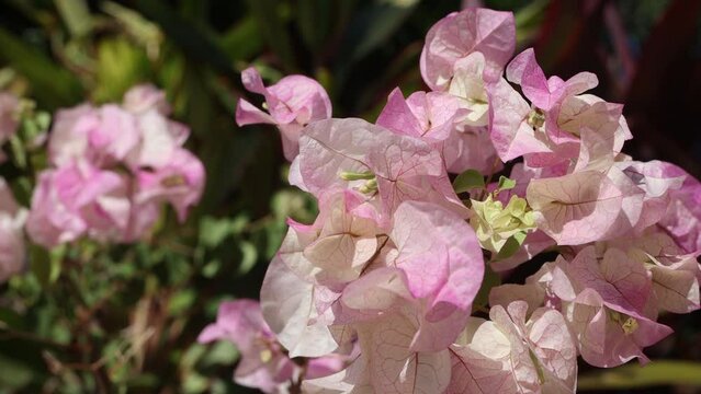 Bougainvillea, Two-tone, white, pink, blurred background