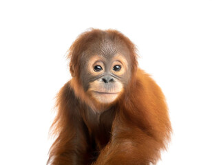 Orang utan baby stehend isoliert auf weißen Hintergrund, Freisteller