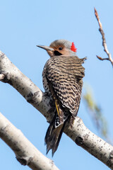 Northern Flicker
