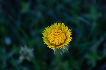 
Yellow dandelion flowers close up. Medical herbs. Natural food ingredient.