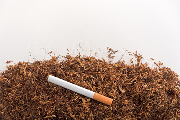 cigar in pile of hand rolling tobacco with copy space