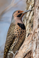 Northern Flicker