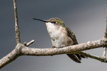 Ruby Throated Hummingbird