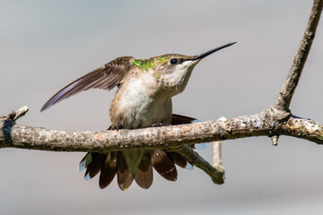 Ruby Throated Hummingbird