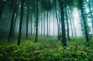 misty green forest with old trees
