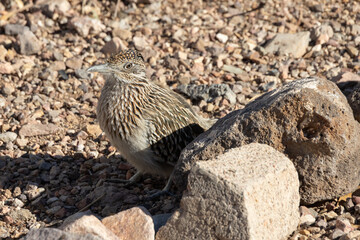 Roadrunner