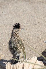Roadrunner