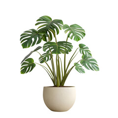  tree plant pot isolated on white background PNG transparent background.