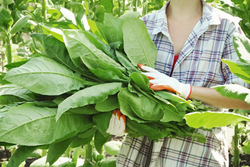 A woman collects ripe tobacco leaves on a tobacco farm