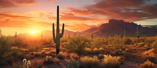 savanna Cactus at Sunset - obrazy, fototapety, plakaty
