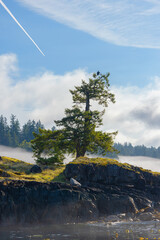 Lone tree on an island with eagle sitting on the tree