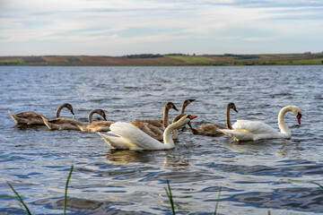 swans on lake