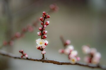 buds of a tree